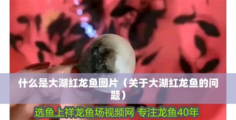 什么是大湖紅龍魚(yú)圖片（關(guān)于大湖紅龍魚(yú)的問(wèn)題）