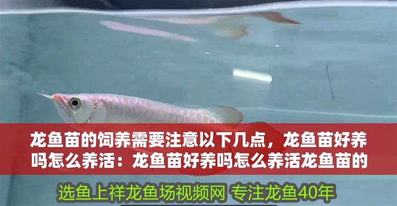 龍魚苗的飼養(yǎng)需要注意以下幾點，龍魚苗好養(yǎng)嗎怎么養(yǎng)活：龍魚苗好養(yǎng)嗎怎么養(yǎng)活龍魚苗的喂養(yǎng)需要注意以下幾點