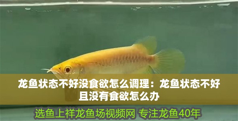 龍魚(yú)狀態(tài)不好沒(méi)食欲怎么調(diào)理：龍魚(yú)狀態(tài)不好且沒(méi)有食欲怎么辦
