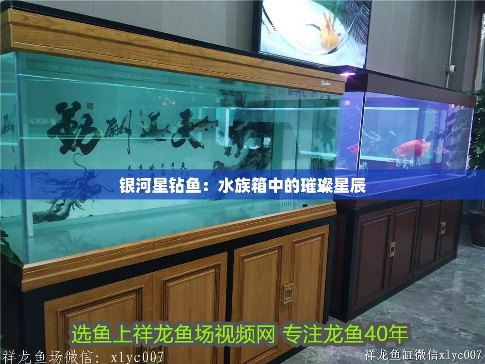 [2025]銀河星鉆魚：水族箱中的璀璨星辰