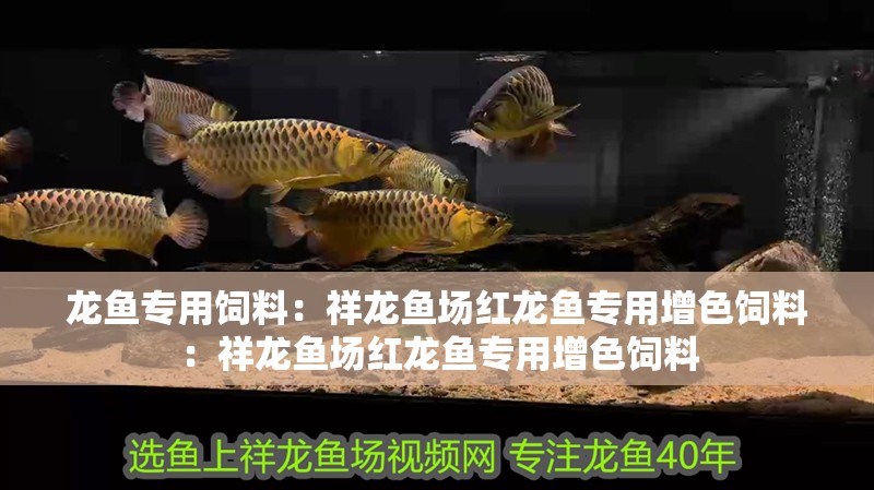 龍魚專用飼料:祥龍魚場紅龍魚專用增色飼料:祥龍魚場紅龍魚專用增色飼料