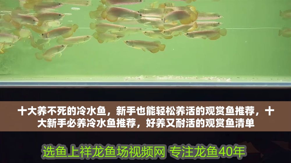 十大養不死的冷水魚，新手也能輕松養活的觀賞魚推薦，十大新手必養冷水魚推薦，好養又耐活的觀賞魚清單