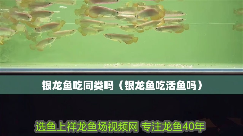 銀龍魚吃同類嗎（銀龍魚吃活魚嗎）