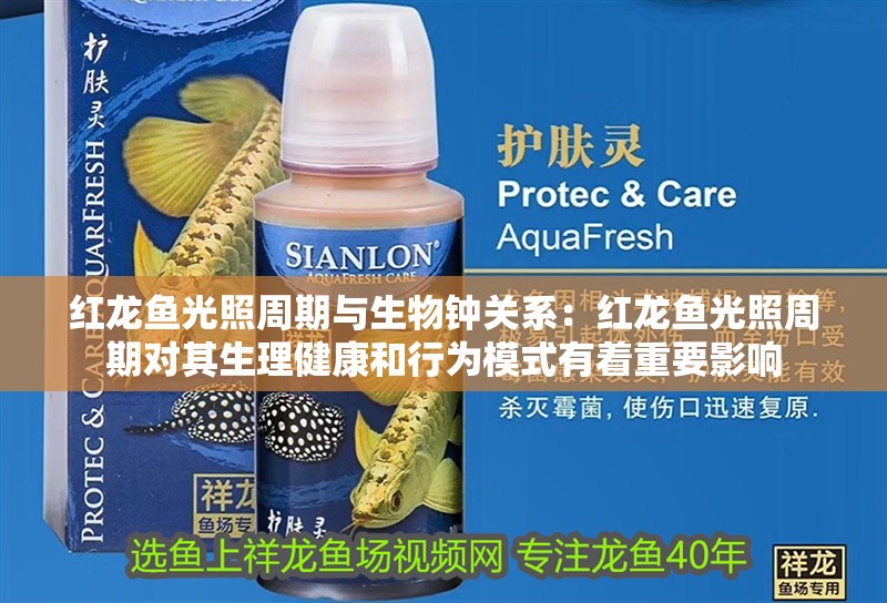 紅龍魚光照周期與生物鐘關系：紅龍魚光照周期對其生理健康和行為模式有著重要影響