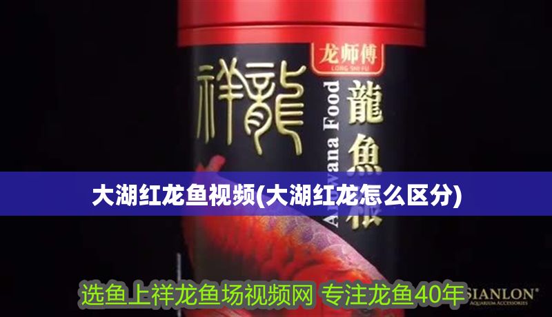 大湖紅龍魚視頻(大湖紅龍怎么區分)