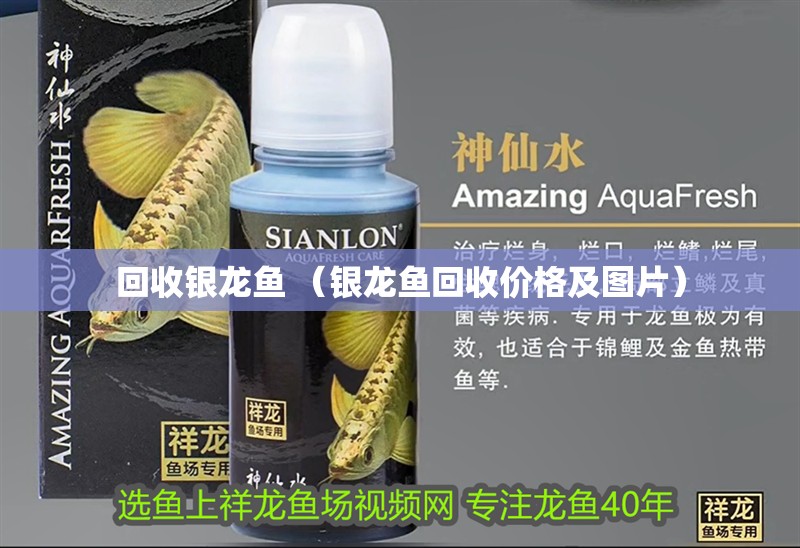 回收銀龍魚 （銀龍魚回收價格及圖片）