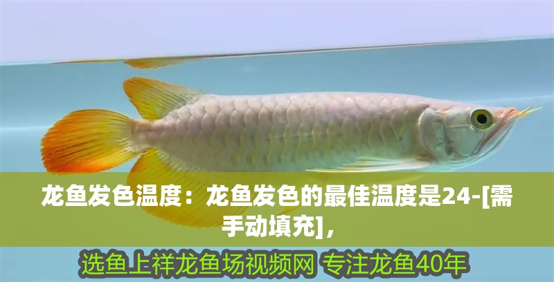 龍魚發(fā)色溫度：龍魚發(fā)色的最佳溫度是24-[需手動填充]， 龍魚發(fā)色溫度：龍魚發(fā)色的最佳溫度是24-[需手動填充]， 龍魚百科