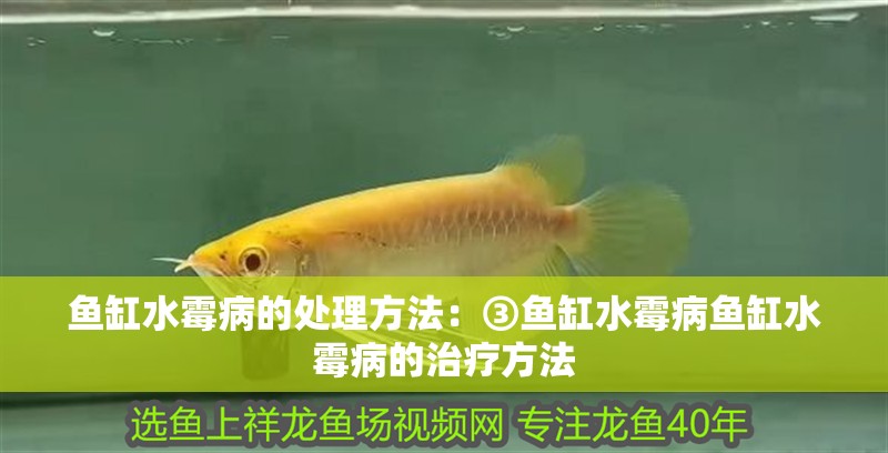 魚缸水霉病的處理方法：③魚缸水霉病魚缸水霉病的治療方法