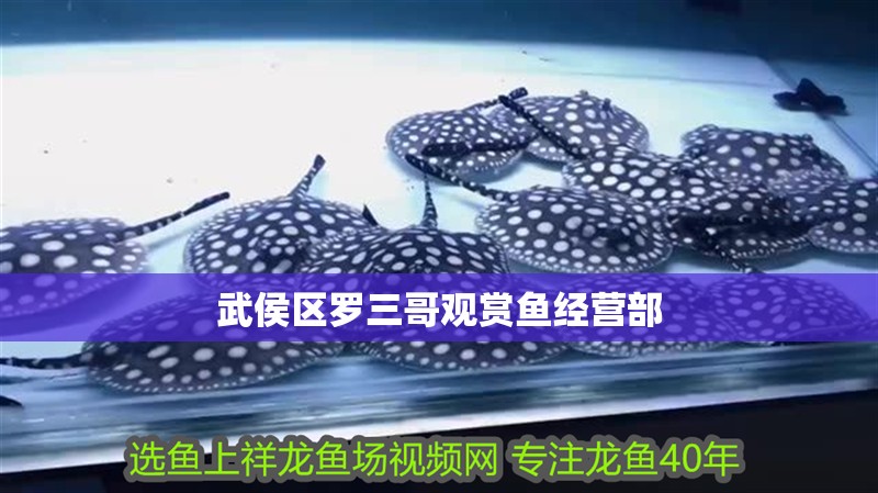 武侯區羅三哥觀賞魚經營部