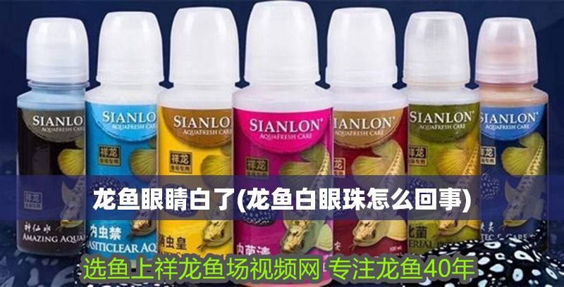 龍魚眼睛白了(龍魚白眼珠怎么回事)