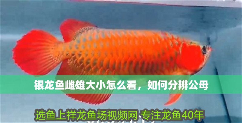 銀龍魚雌雄大小怎么看，如何分辨公母