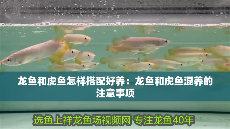 龍魚和虎魚怎樣搭配好養：龍魚和虎魚混養的注意事項