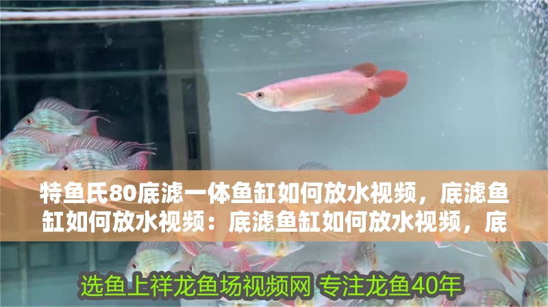 特魚氏80底濾一體魚缸如何放水視頻，底濾魚缸如何放水視頻：底濾魚缸如何放水視頻，底濾魚缸放水視頻