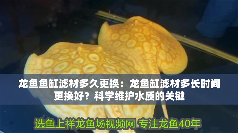 龍魚魚缸濾材多久更換：龍魚缸濾材多長時間更換好？科學維護水質的關鍵