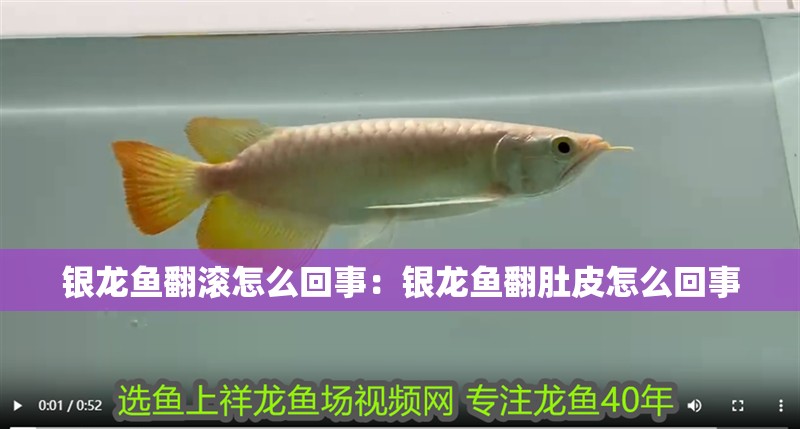 銀龍魚翻滾怎么回事：銀龍魚翻肚皮怎么回事