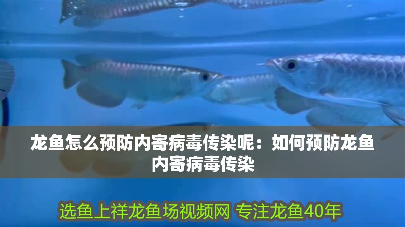 龍魚怎么預防內寄病毒傳染呢：如何預防龍魚內寄病毒傳染
