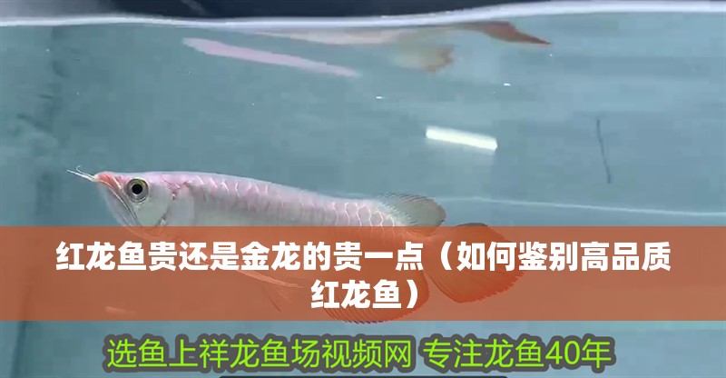 紅龍魚貴還是金龍的貴一點（如何鑒別高品質紅龍魚）