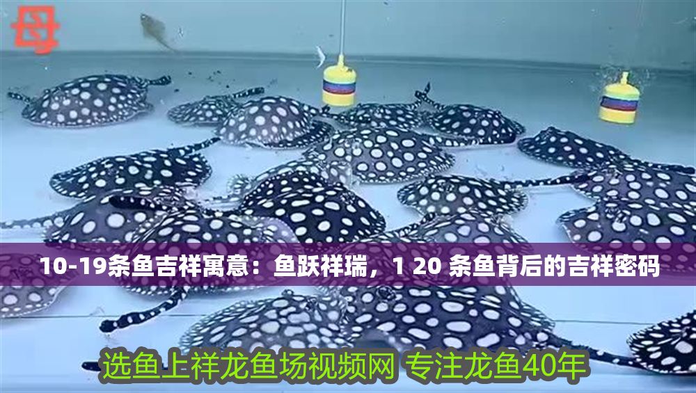 10-19條魚吉祥寓意：魚躍祥瑞，1 20 條魚背后的吉祥密碼
