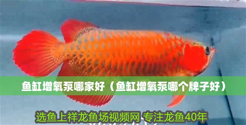 魚缸增氧泵哪家好（魚缸增氧泵哪個(gè)牌子好）