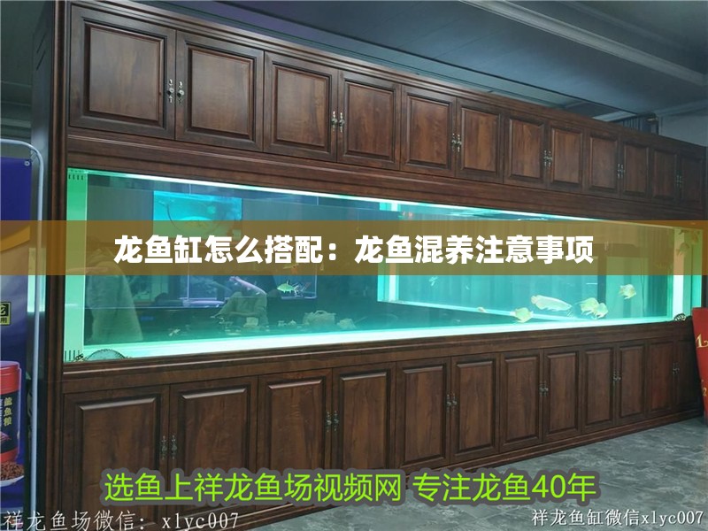 龍魚缸怎么搭配：龍魚混養注意事項