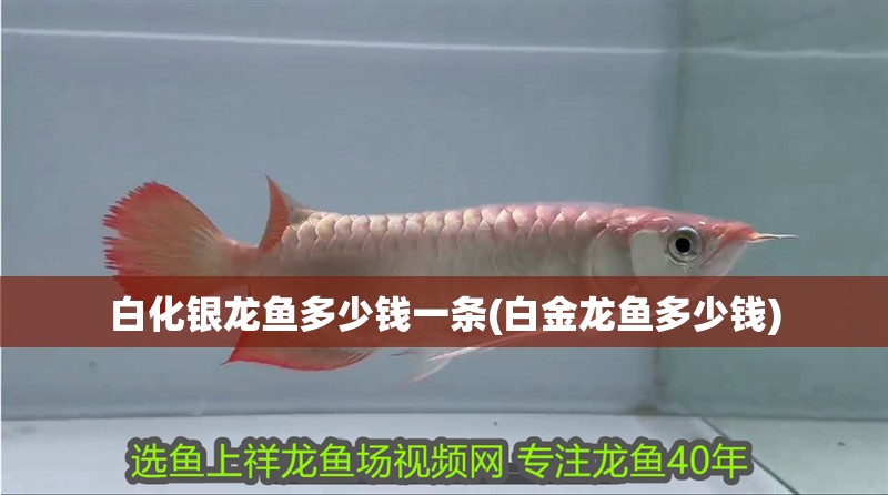 白化銀龍魚(yú)多少錢一條(白金龍魚(yú)多少錢)