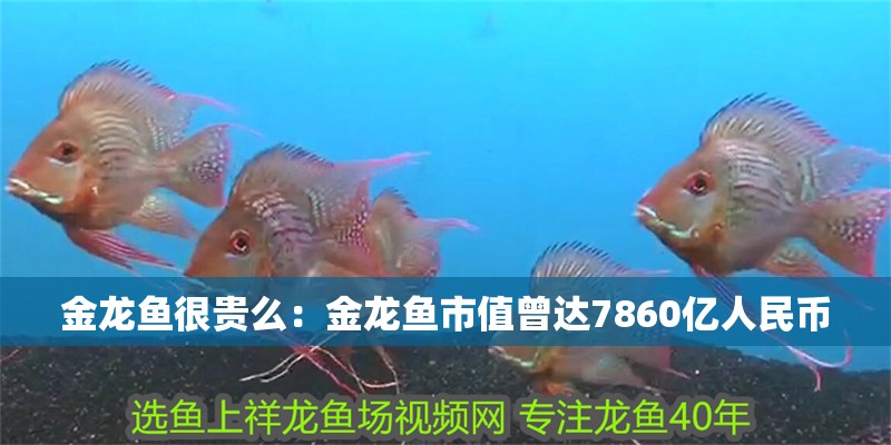 金龍魚很貴么：金龍魚市值曾達7860億人民幣