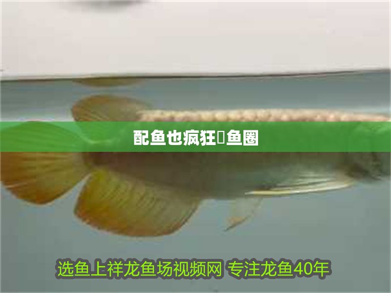 配魚也瘋狂魟魚圈
