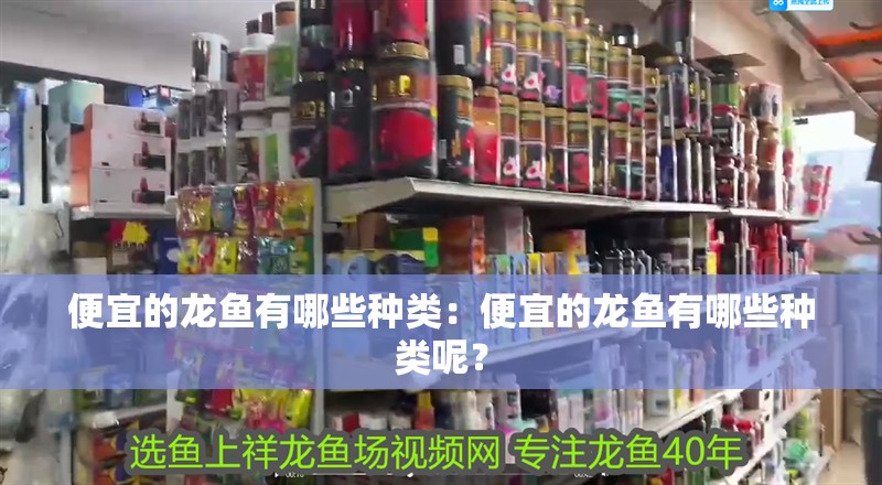 便宜的龍魚(yú)有哪些種類(lèi)：便宜的龍魚(yú)有哪些種類(lèi)呢？
