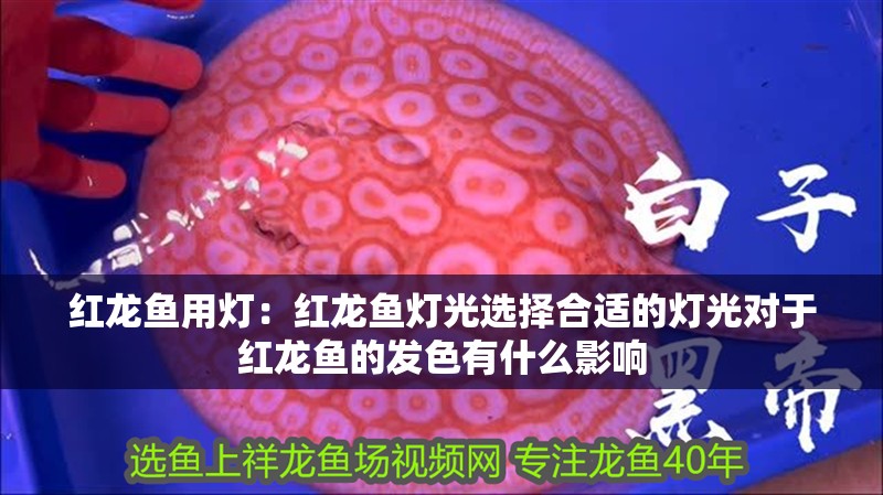 紅龍魚用燈：紅龍魚燈光選擇合適的燈光對于紅龍魚的發(fā)色有什么影響