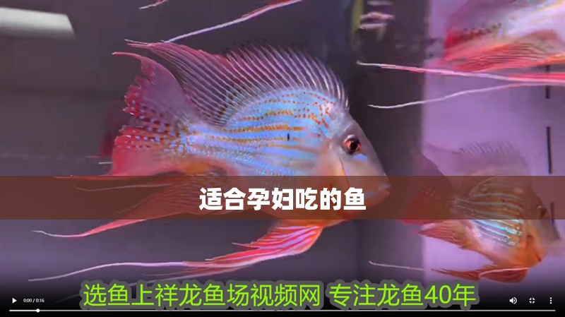 適合孕婦吃的魚
