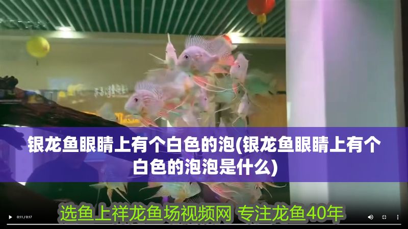 銀龍魚眼睛上有個白色的泡(銀龍魚眼睛上有個白色的泡泡是什么)