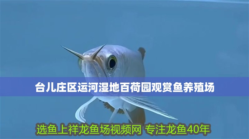臺兒莊區(qū)運(yùn)河濕地百荷園觀賞魚養(yǎng)殖場