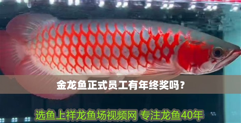 金龍魚正式員工有年終獎嗎？