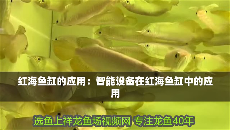 紅海魚缸的應用：智能設備在紅海魚缸中的應用 紅海魚缸的應用：智能設備在紅海魚缸中的應用 魚缸百科