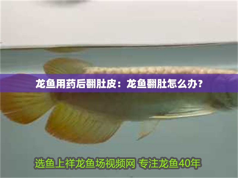 龍魚用藥后翻肚皮：龍魚翻肚怎么辦？