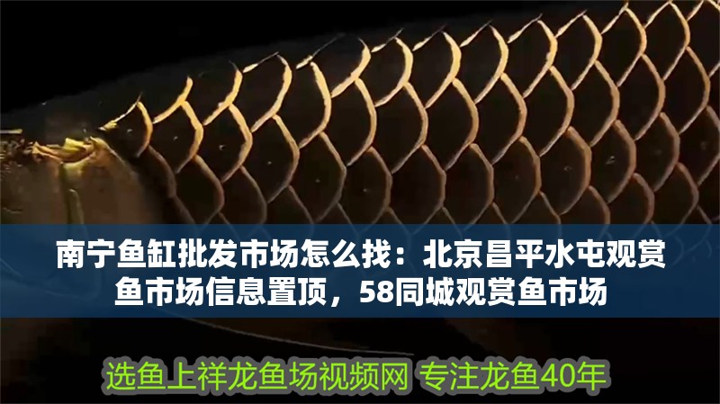 南寧魚缸批發市場怎么找：北京昌平水屯觀賞魚市場信息置頂，58同城觀賞魚市場