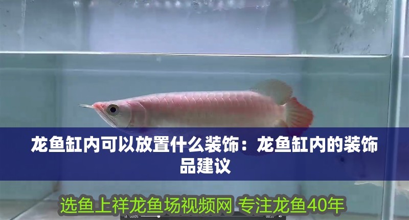 龍魚缸內(nèi)可以放置什么裝飾：龍魚缸內(nèi)的裝飾品建議