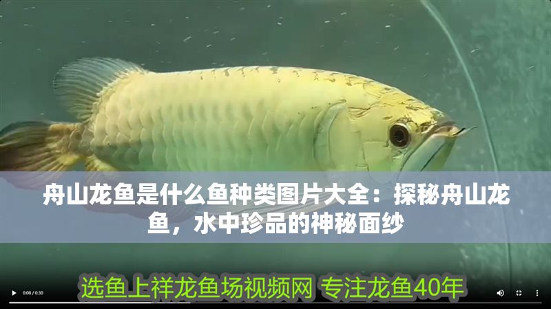舟山龍魚是什么魚種類圖片大全：探秘舟山龍魚，水中珍品的神秘面紗