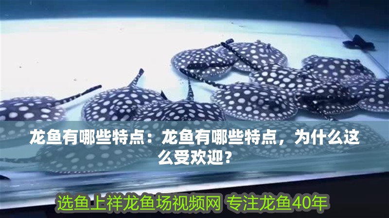 龍魚有哪些特點：龍魚有哪些特點，為什么這么受歡迎？