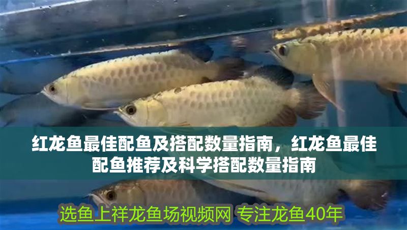 紅龍魚最佳配魚及搭配數量指南，紅龍魚最佳配魚推薦及科學搭配數量指南