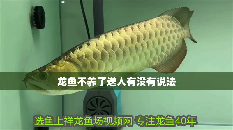 龍魚不養了送人有沒有說法 龍魚不養了送人有沒有說法 龍魚百科 第2張