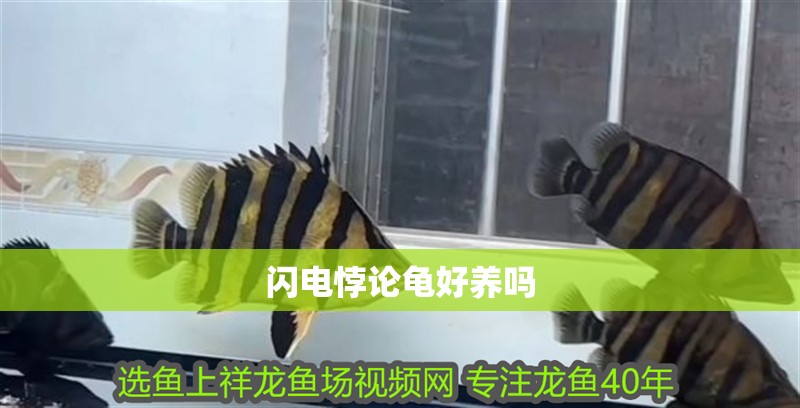 閃電悖論龜好養嗎