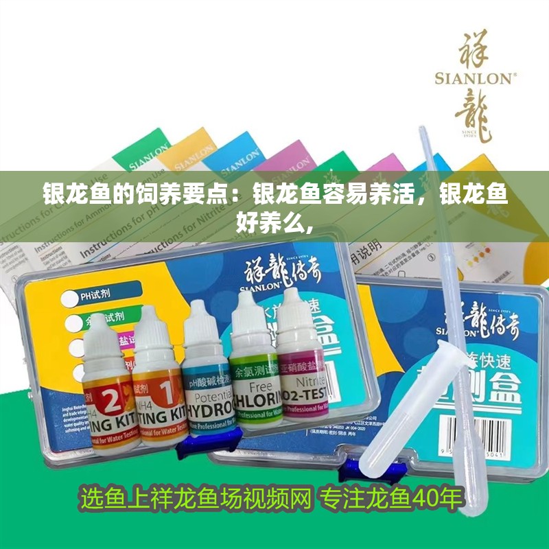 銀龍魚的飼養要點：銀龍魚容易養活，銀龍魚好養么,