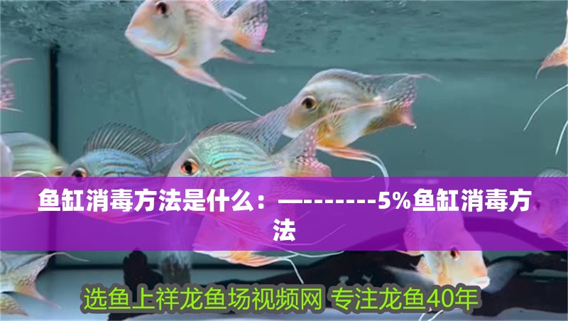 魚缸消毒方法是什么：—-------5%魚缸消毒方法