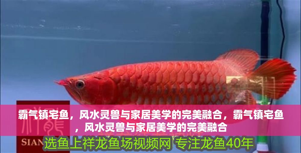 霸氣鎮(zhèn)宅魚，風(fēng)水靈獸與家居美學(xué)的完美融合，霸氣鎮(zhèn)宅魚，風(fēng)水靈獸與家居美學(xué)的完美融合