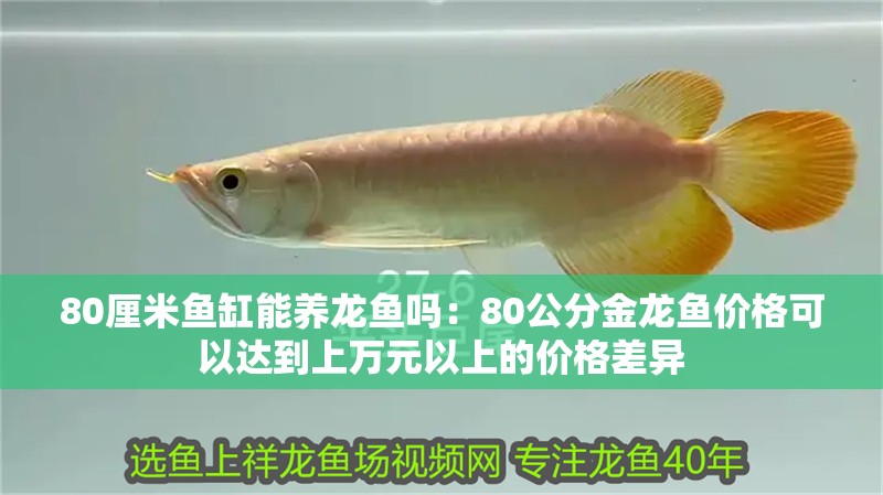 80厘米魚缸能養(yǎng)龍魚嗎：80公分金龍魚價格可以達到上萬元以上的價格差異