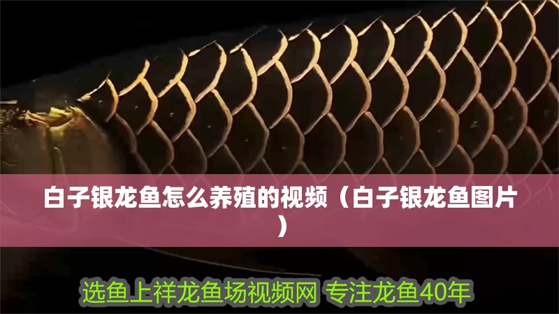 白子銀龍魚怎么養殖的視頻（白子銀龍魚圖片）