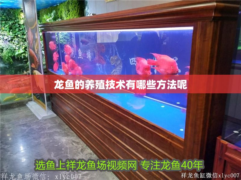 龍魚的養殖技術有哪些方法呢