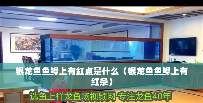 銀龍魚魚鰓上有紅點是什么（銀龍魚魚鰓上有紅條）