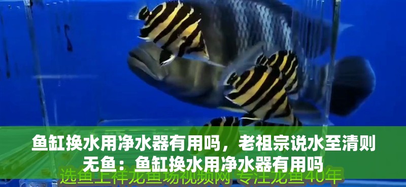 魚缸換水用凈水器有用嗎，老祖宗說水至清則無魚：魚缸換水用凈水器有用嗎